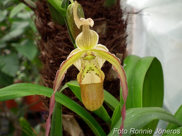 Phragmipedium grande